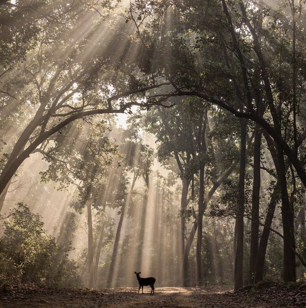 Deer in the misty Sal forest light