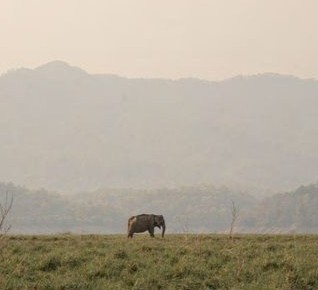 Himalayan Habitat