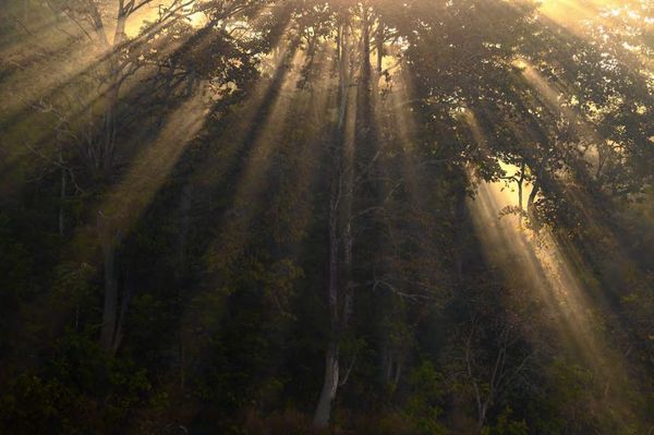 Sal Forests