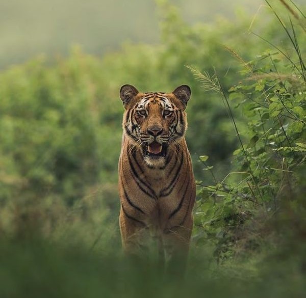 Tiger Habitat