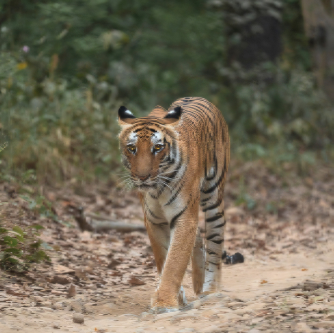 Wildlife — tiger in Jim Corbett